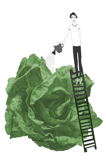 WATERING LETTUCE - TALL